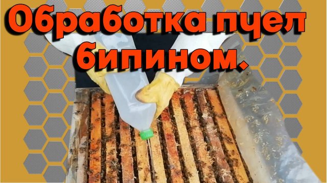 Обработка пчел от клеща бипином в сентябре.