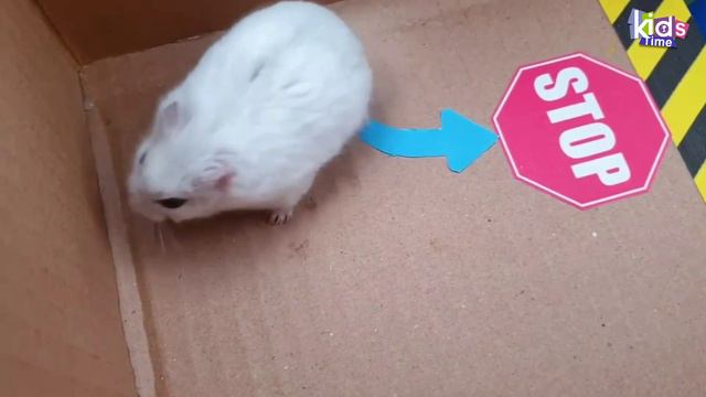 СУПЕР ГОНКА для Хомяка Хомы! Лабиринт с ловушками