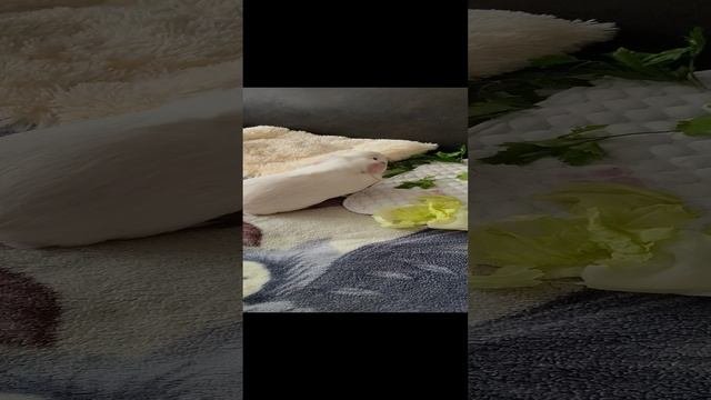 Морские свинки .
