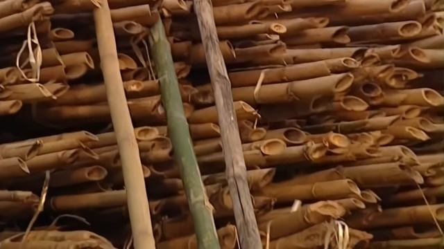 Галилео Строительные леса из бамбука