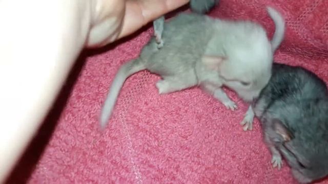 Угадай Окрас Новорожденных Шиншиллят!😊😊😊Guess The Color Of Newborn Chinchilla!