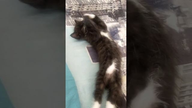 video5325983506893918907