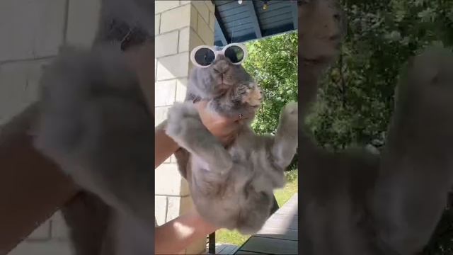 кролик 🕶ʕ´•ᴥ•`ʔ
