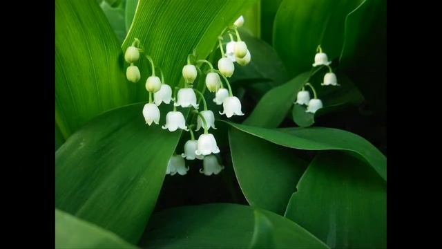 Детская песня о Весне