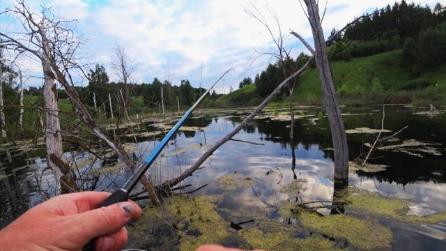 ДИКИЙ ЖОР ЩУКИЗдесь Воды меньше чем щуки