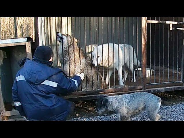 Ласки и ревность, паркур и игры, вой и подпевание, отдых и суета: пара часов из жизни волков