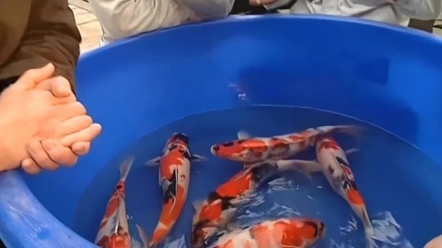 Галилео Японская рыба кои