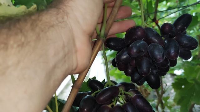 Экзотический и 55-4р-т-10. 🍇🍇🍇.mp4 WhatsApp и Viber +79528500417. Тел. +79054033245.