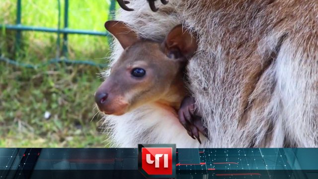 «ЧП»: 1 октября 2024 года | «Чрезвычайное происшествие» на НТВ