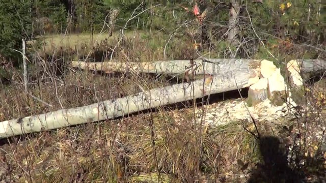 ОТКРЫТИЕ ОХОТЫ НА БОБРА / Поиск металлолома на урочище.