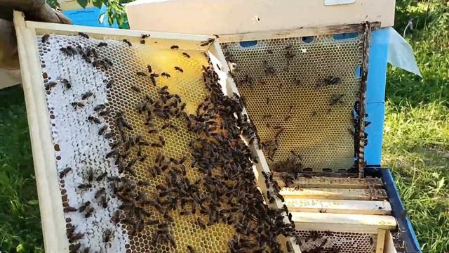 Искусственное РОЕНИЕ пчёл РЕЗУЛЬТАТ спустя неделю ! Как сделать искусственное роение пчёл !