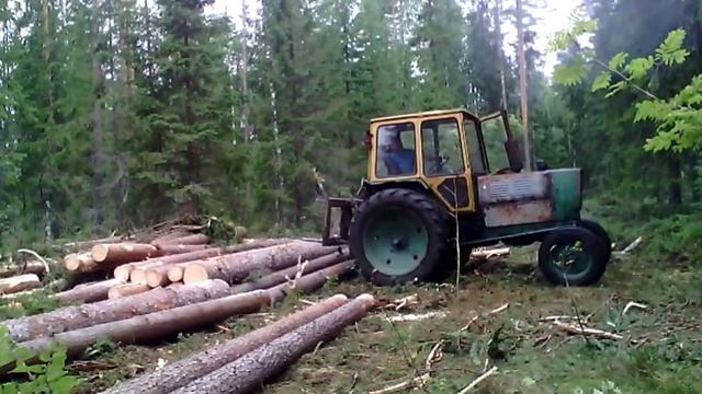 заготовка леса день 2