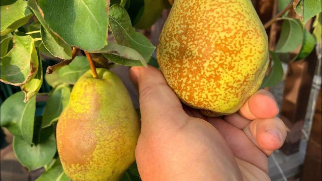 Груша Конкорд и Ноябрьская (Ксения)