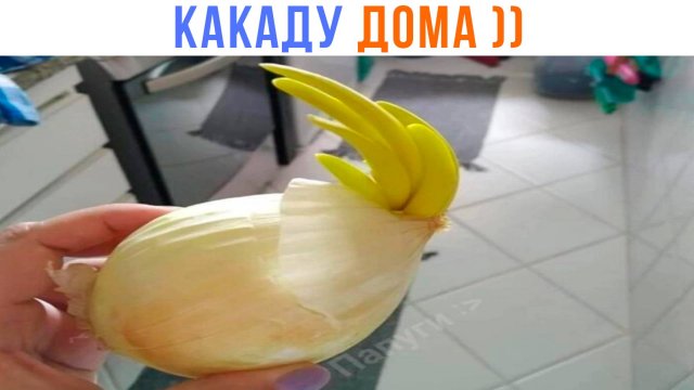 У НАС ЕСТЬ КАКАДУ ДОМА ))) | Приколы | Мемозг 1502