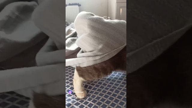 clip591970947_456239718.mp4