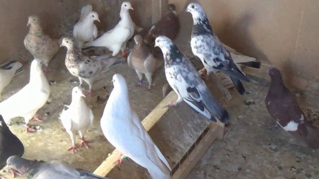 БАКИНСКИЕ ГОЛУБИ САЛАВАТА НУХОВА. Часть 6.