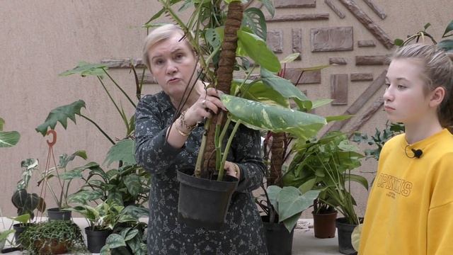 Растения семейства Ароидные.