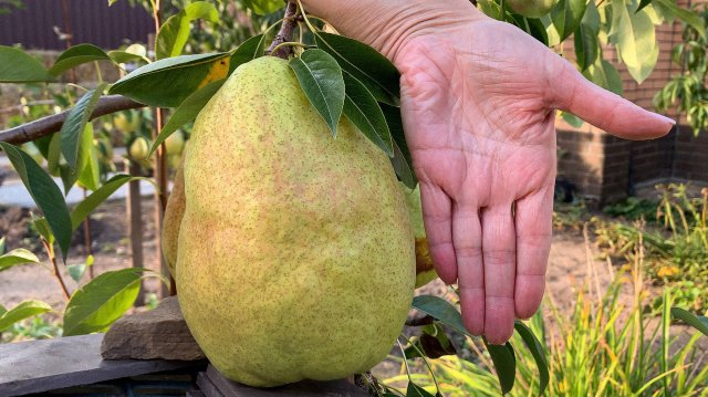 Груша Дельбарью (рекордный вес 1.116 грамм)