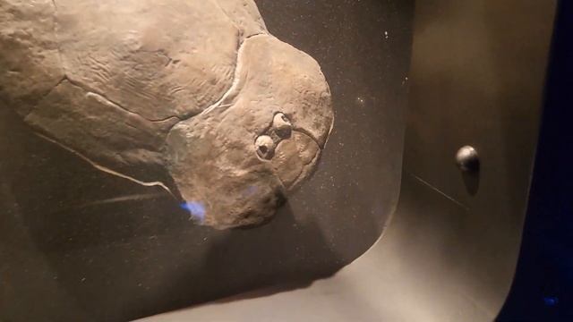 Музей Дарвина - Обзор с приколами