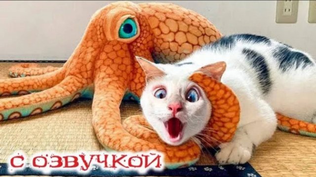 Приколы с котами СМЕШНЫЕ КОТЫ 2024 С озвучкой Самые смешные животные
