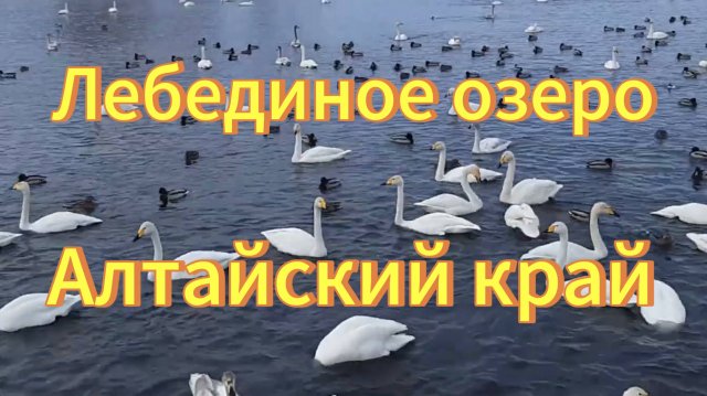 Лебеди и утки. Много лебедей на Лебедином озере в Алтайском крае. Птицы Сибири. Природа.