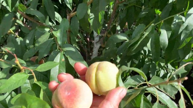 Персик Воронежский Кустовой в Воронеже. 12.09.2023