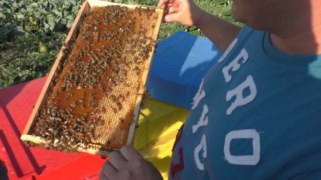 На пасеке Андрея Бодяна - Летний визит /Часть четвертая/