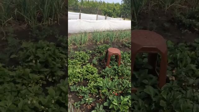 В Брусянах