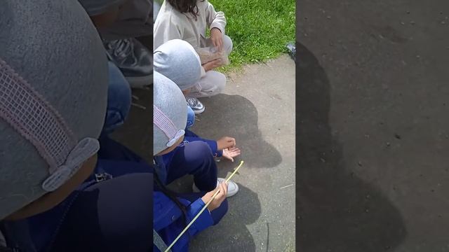 Как поймать голубя