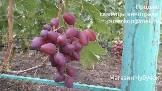 Виноград Полонез 50 - ультраранняя форма винограда на участке Пузенко Н.Л.