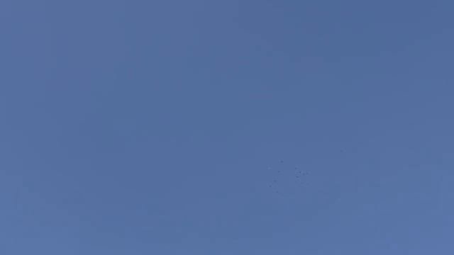 Николаевские голуби на сумщине