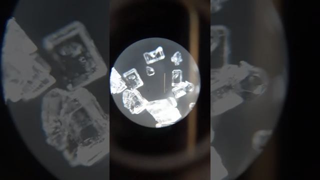 Предметы под микроскопом