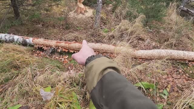 Бобр -курва. Подтверждаю!