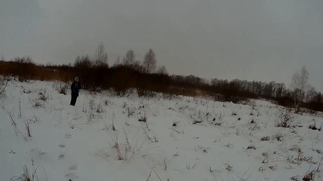 ОХОТА НА ЗАЙЦА с GPS ошейником Artelv Tracker! Охота на зайца с гончими собаками!