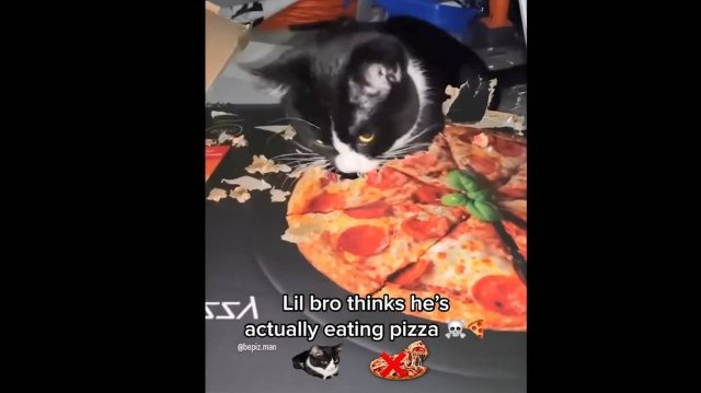 Игры с котами, 8. Котик думает, что кушает пиццу..:)