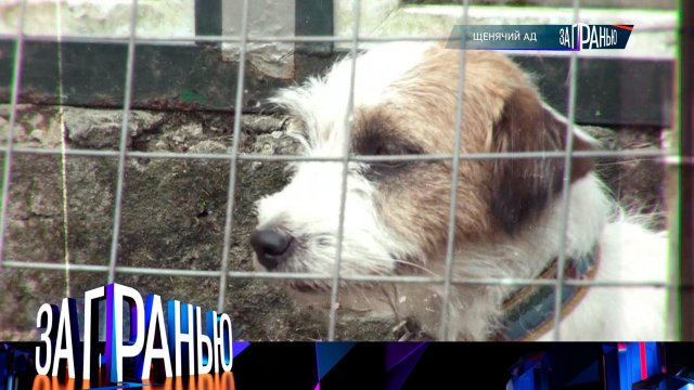 «За гранью»: «Щенячий ад» | Выпуск от 8 октября 2024 года