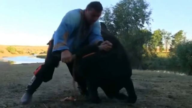 Кто тяжелее: Лошадь или Бык? ДМИТРИЙ ХАЛАДЖИ