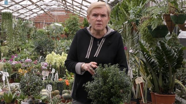 Мирт-уход в домашних условиях.