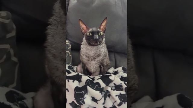 batcat/ᐠ ﹥ ˕ ﹤マ