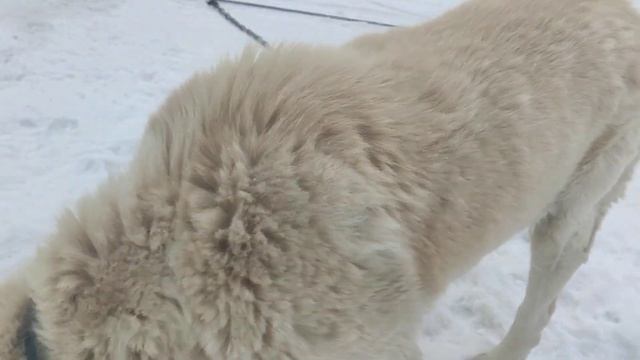 Алабай Аю.