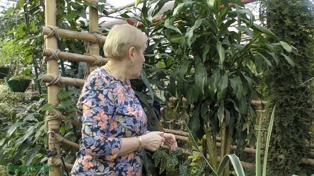 Сезон размножения. Бокарнея (Нолина) . Драцена черенкование.