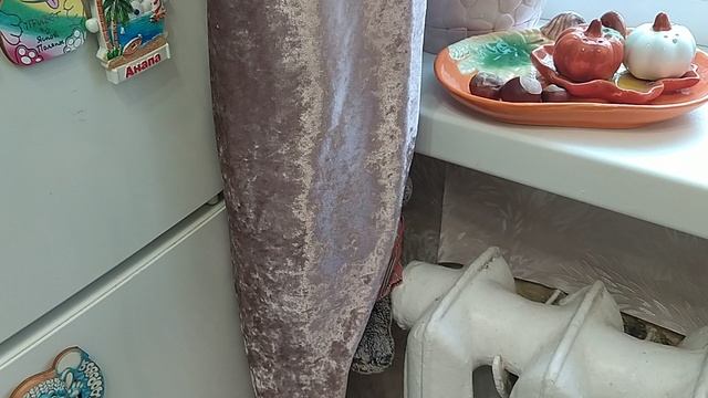 приколы с басиками