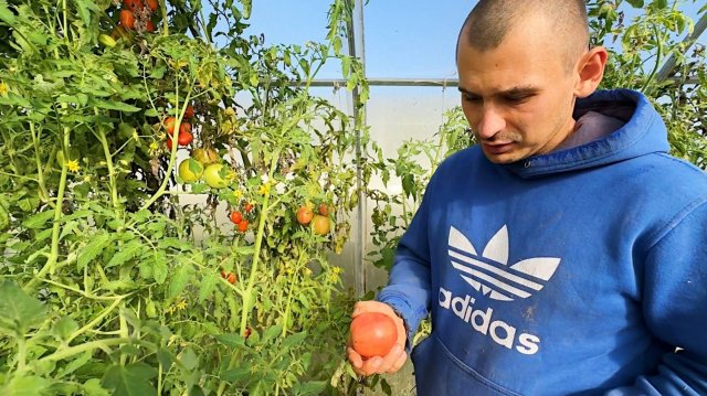 Продолжаем собирать урожай. У нас поменялись все планы. Стройка в деревне. Жизнь простых людей.