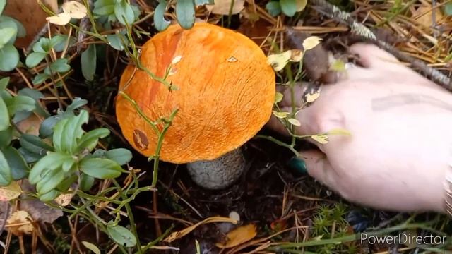 Грибы несла в руках,  Грибы Мутанты , ШОК от находок Грибы кругом,  А говорят  Нет
