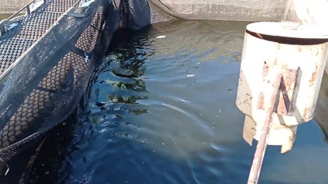 Немного информации по плотностям посадки карпа в садки. Выращивание карпа в садках