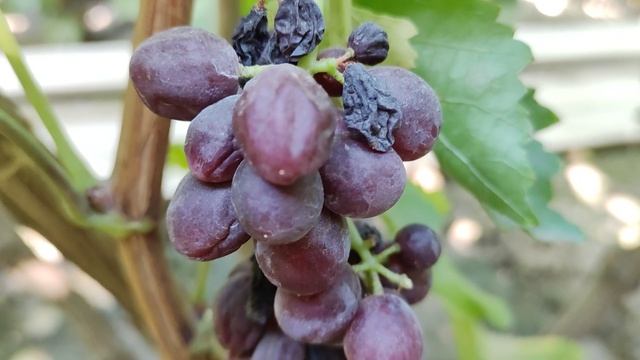 КИШМИШИ КАЛИНКА И СВИТ ГЛОУБ!🍇🍇🍇.mp4 WhatsApp и Viber +79528500417.ТЕЛ.+79054033245.