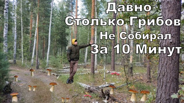 БЕЛЫЕ ГРИБЫ за10 Минут Полный Пакет. Сбор Грибов Безумная Грибная Роща