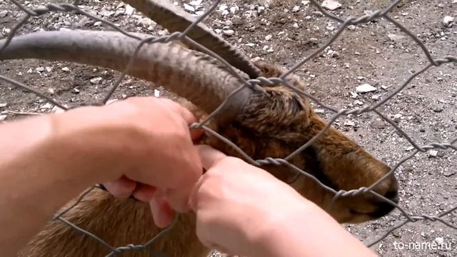 Горный козел
