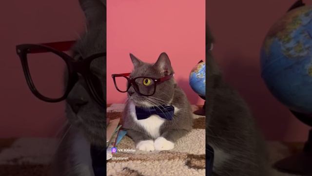 РОДИТЕЛЬСКОЕ СОБРАНИЕ 😺