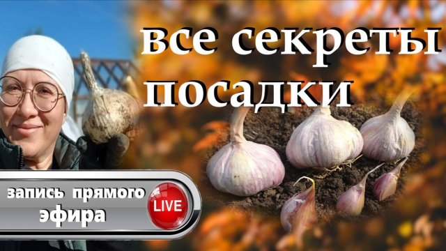 Сажаем озимый чеснок. Узнаем все секреты, как получить богатый урожай